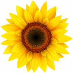 Pin by Катерина on Clipart | Sunflower pictures, Sunflower ...