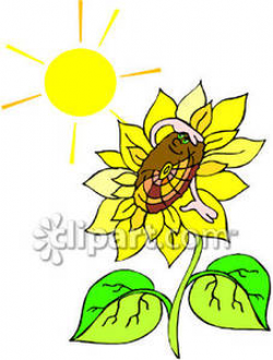 Sunflower In the Sun - Royalty Free Clipart Picture