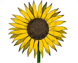 Sunflower free sunflowers clipart free download clip art on ...