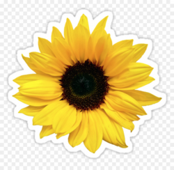 Aesthetics Common Sunflower Sticker Sunflower Yellow