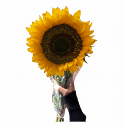 Sunflower Clipart Aesthetic - Aesthetic Sunflower Tumblr Transparent ...