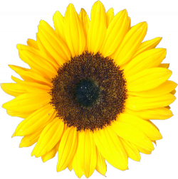 Collection of free Sunflower transparent aesthetic. Download on UI Ex