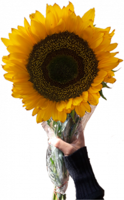 HD Sunflower Clipart Aesthetic - Aesthetic Sunflower Tumblr ...