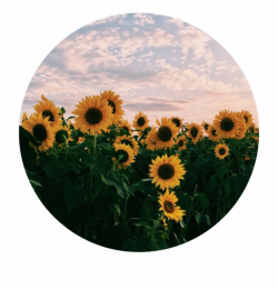 Sunflowers Png Aesthetic - Aesthetic Field Of Sunflowers ...
