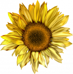HD Clipart Royalty Free Sunflowers Clipart Swag - Sunflower Png ...
