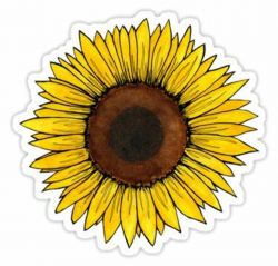 Sunflower Aesthetic Transparent & PNG Clipart Free Download - YA ...