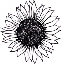 Find Free Sunflower Clipart | Free Images at Clker.com - vector clip ...