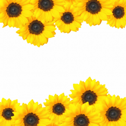 Free Sunflower Border Cliparts, Download Free Clip Art, Free Clip ...