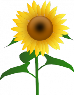 Free Image on Pixabay - Sunflower, Blooms, Blossom, Golden | Képek ...