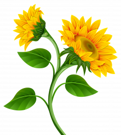 Sunflowers PNG Clipart Image - Clip Art Library