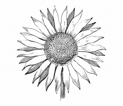 Sunflower Flower Line Art Summer Floral Vintage - Free Sunflower ...