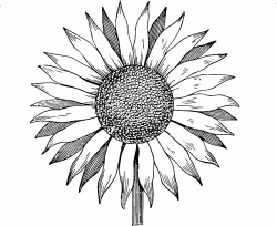 Free Clip Art Sunflower Vector Image Clip Art Department | s and s ...