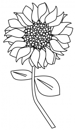 Sunflower Clipart Outline and more…