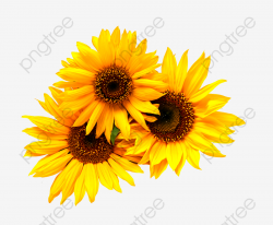 Little Sunflower, Sunflower Clipart, Yellow, Black PNG Transparent ...