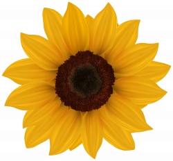 Sunflower PNG Clipart Image - Best WEB Clipart