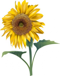 Sunflower printable clipart kid - Cliparting.com