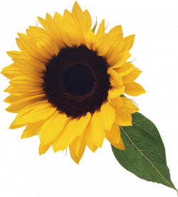 Sunflower with Leaf Clipart | Sunflowers | Sunflower clipart ...