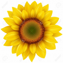 Stock Vector | Tattoo ideas | Sunflower tattoos, Sunflower images ...