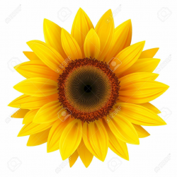 Sunflower Stock Photos, Pictures, Royalty Free Sunflower Images ...