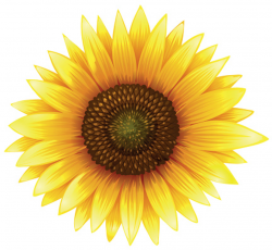 Sunflower clipart clipground jpg - ClipartPost