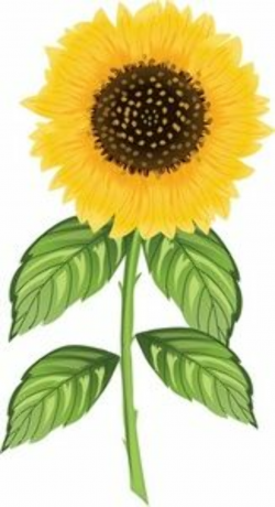 Sunflower Clipart Image: Realistic Sunflower Illustration ...