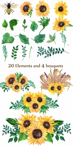 Sunflower watercolor clip art: \
