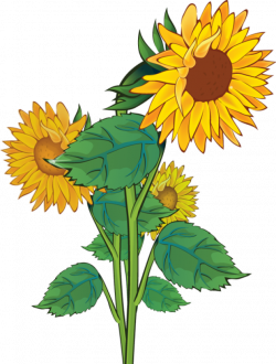 Rustic sunflower clipart kid - Cliparting.com