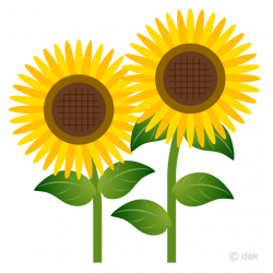 Two Simple Sunflower Clipart Free Picture｜Illustoon