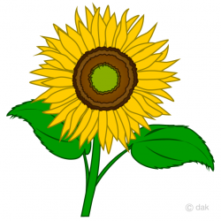 Simple Sunflower Clipart Free Picture｜Illustoon