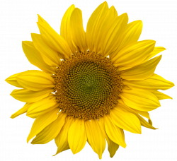 Sunflower PNG Images Transparent Free Download | PNGMart.com