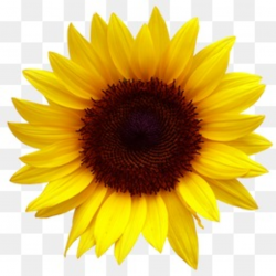 Sunflower PNG Images, Download 2,247 PNG Resources with Transparent ...