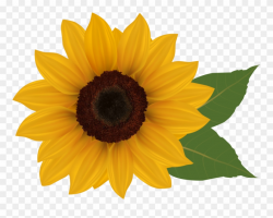 Clip Art Sunflowers - Sunflower With Transparent Background - Png ...