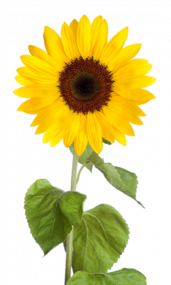 Sunflower clipart images with transparent background png - ClipartPost