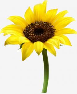 Vector Sunflower, Sunflower Clipart, Sunflower, Yellow PNG and ...