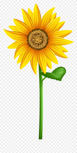 Transparent Background Sunflower Clipart - Png Download (#281292 ...