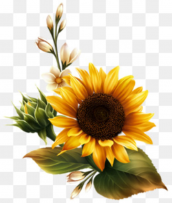 Sunflower PNG Images, Download 2,247 PNG Resources with Transparent ...