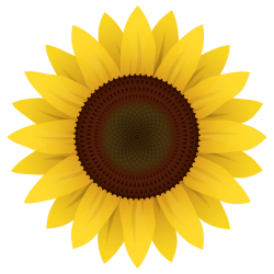 Sunflower Vector PNG Image - PurePNG | Free transparent CC0 PNG ...