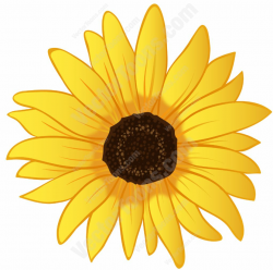 Free Sunflower Graphics, Download Free Clip Art, Free Clip Art on ...