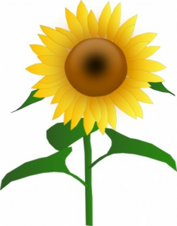 Free Sunflowers Cliparts, Download Free Clip Art, Free Clip Art on ...