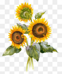 Watercolor Sunflowers Png, Vector, PSD, and Clipart With Transparent ...