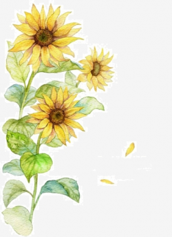 Watercolor Sunflower Png, Vector, PSD, and Clipart With Transparent ...