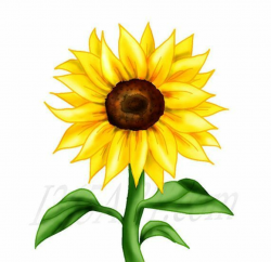 Yellow sunflower clipart 1 » Clipart Portal