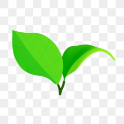 Tea Leaf Png, Vector, PSD, and Clipart With Transparent ...