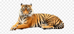 White Tiger Clipart Transparent Background - Png Download (#3173578 ...