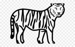 Save Tiger Easy Drawing Clipart (#1183370) - PinClipart