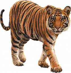 Free Brown Tiger Cliparts, Download Free Clip Art, Free Clip Art on ...