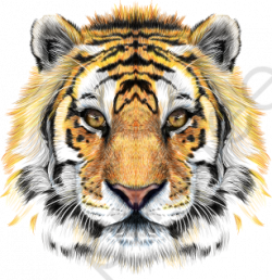 Transparent realistic tiger head vector material PNG Format Image ...