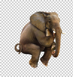 Window Curtain Shower Toilet Bathroom, Cute elephant, gray ...