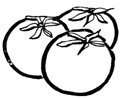 Free Tomato Clipart Black And White, Download Free Clip Art ...