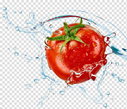 Red tomato with dew illustration, Tomato Fort Lauderdale ...